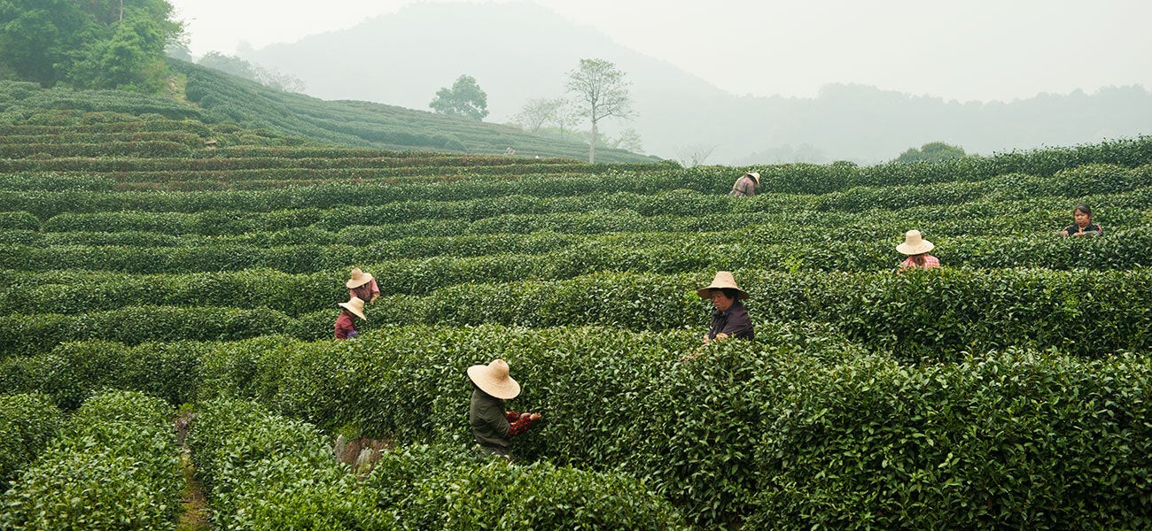 Tea Fields